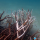 Dead and dying staghorn coral in the central Great Barrier Reef. Image: ARC Centre of Excellence for Coral Reef Studies.